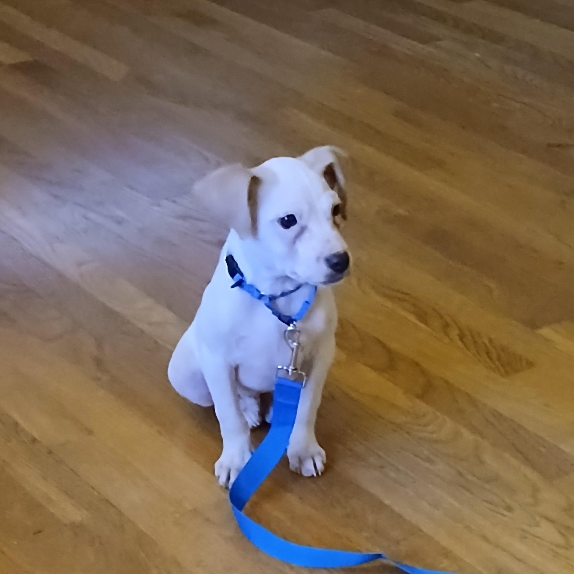 Jalapeño , a ADOPTABLE mixed breed in Lexington, KY image 1/5