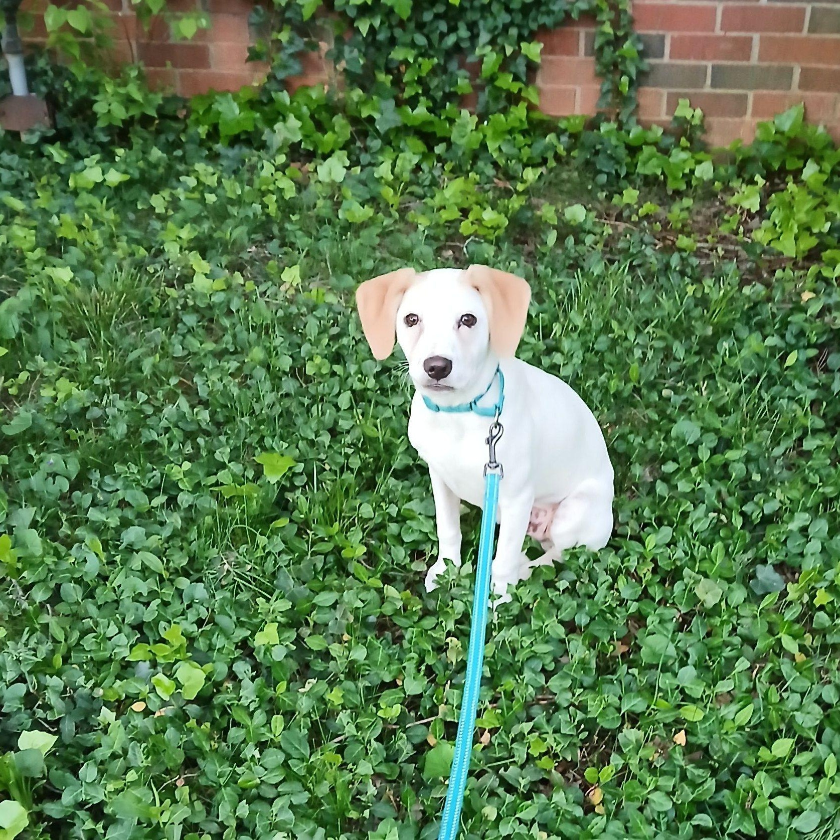 Enlarge Jalapeño , a ADOPTABLE mixed breed in Lexington, KY image 1/6