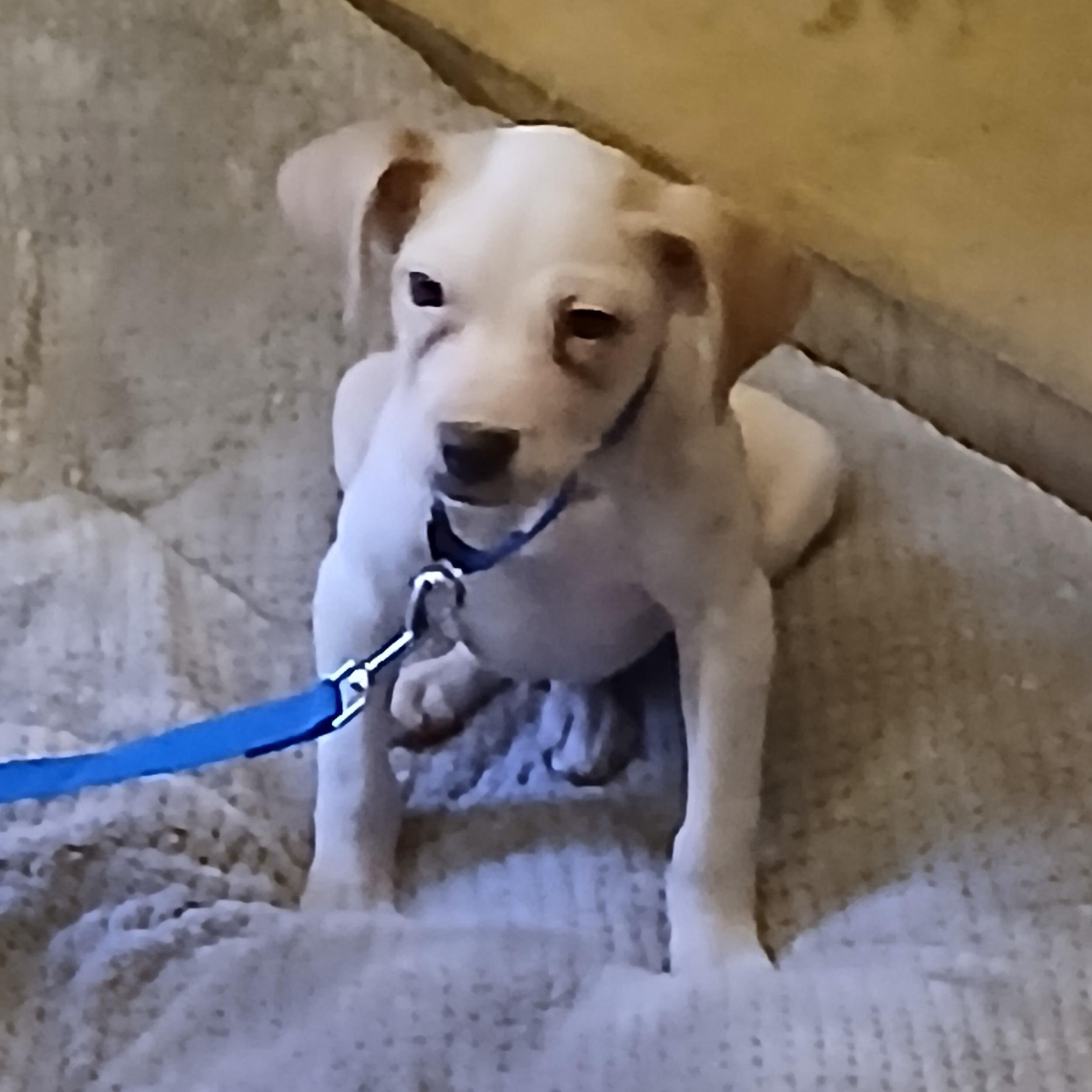 Jalapeño , a ADOPTABLE mixed breed in Lexington, KY image 3/5