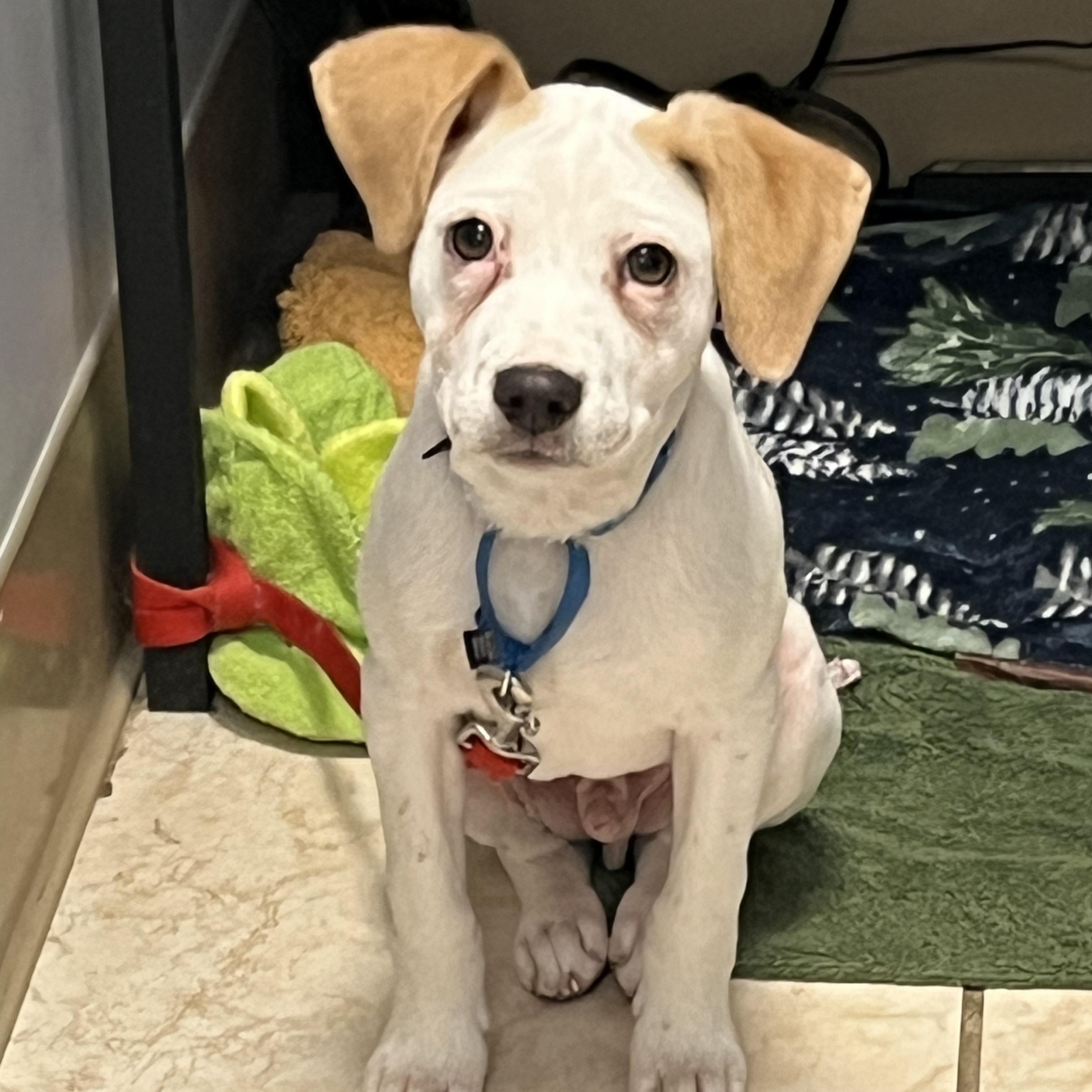 Enlarge Jalapeño , a ADOPTABLE mixed breed in Lexington, KY image 1/6