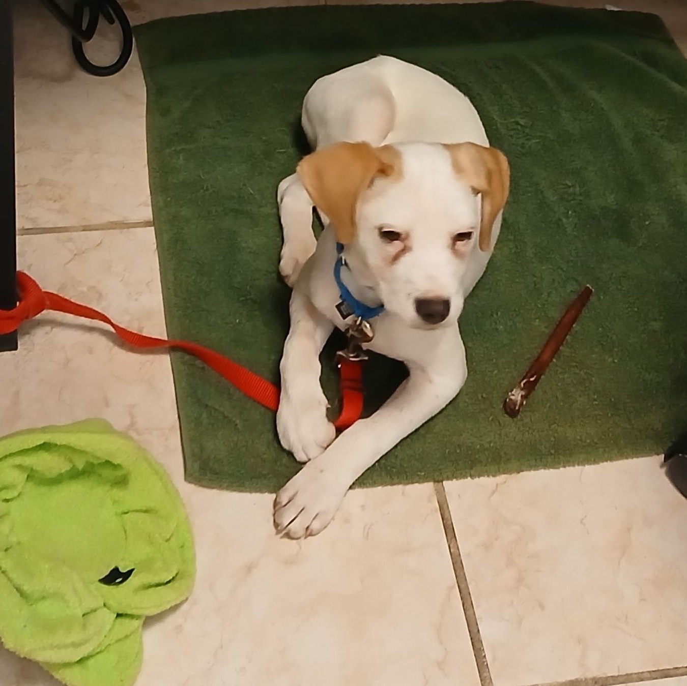 Enlarge Jalapeño , a ADOPTABLE mixed breed in Lexington, KY image 2/6