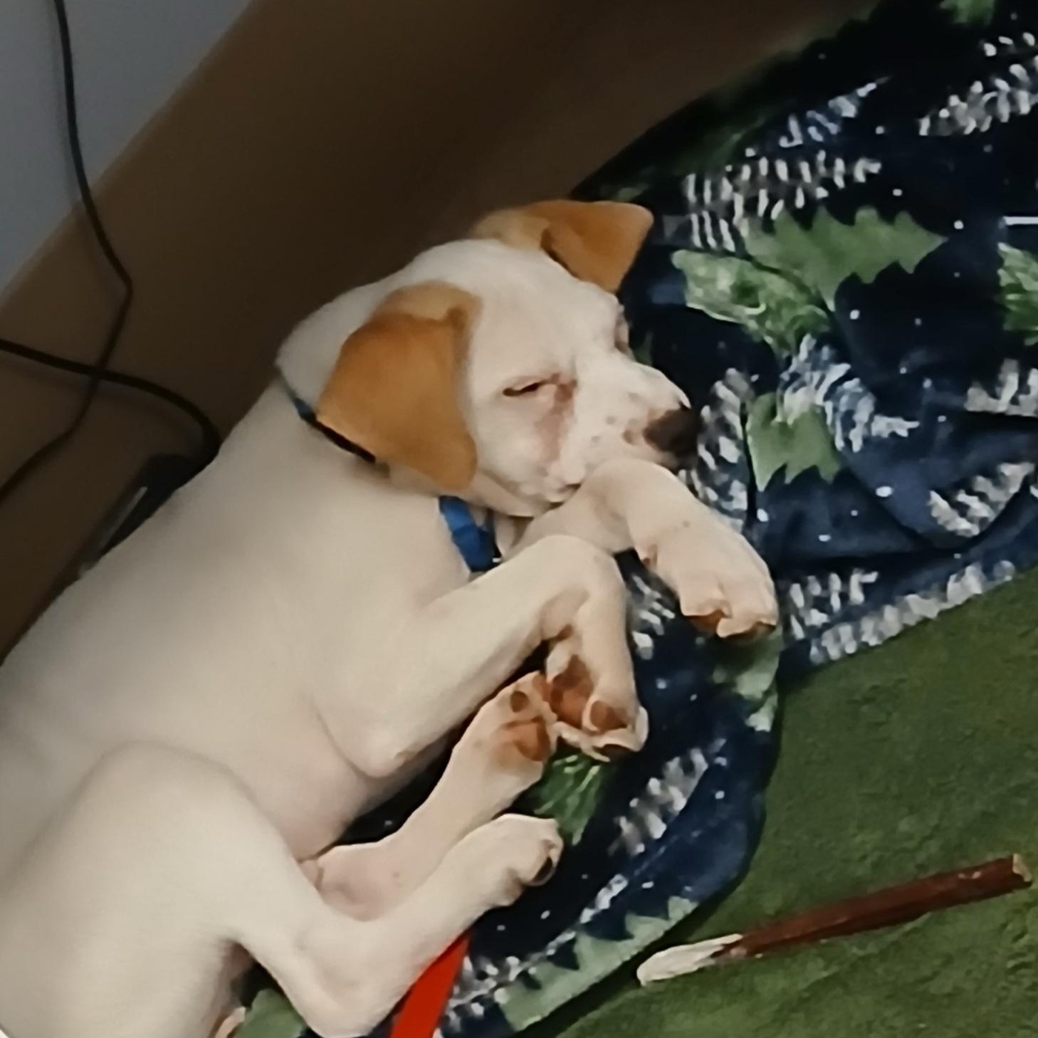 Enlarge Jalapeño , a ADOPTABLE mixed breed in Lexington, KY image 3/6