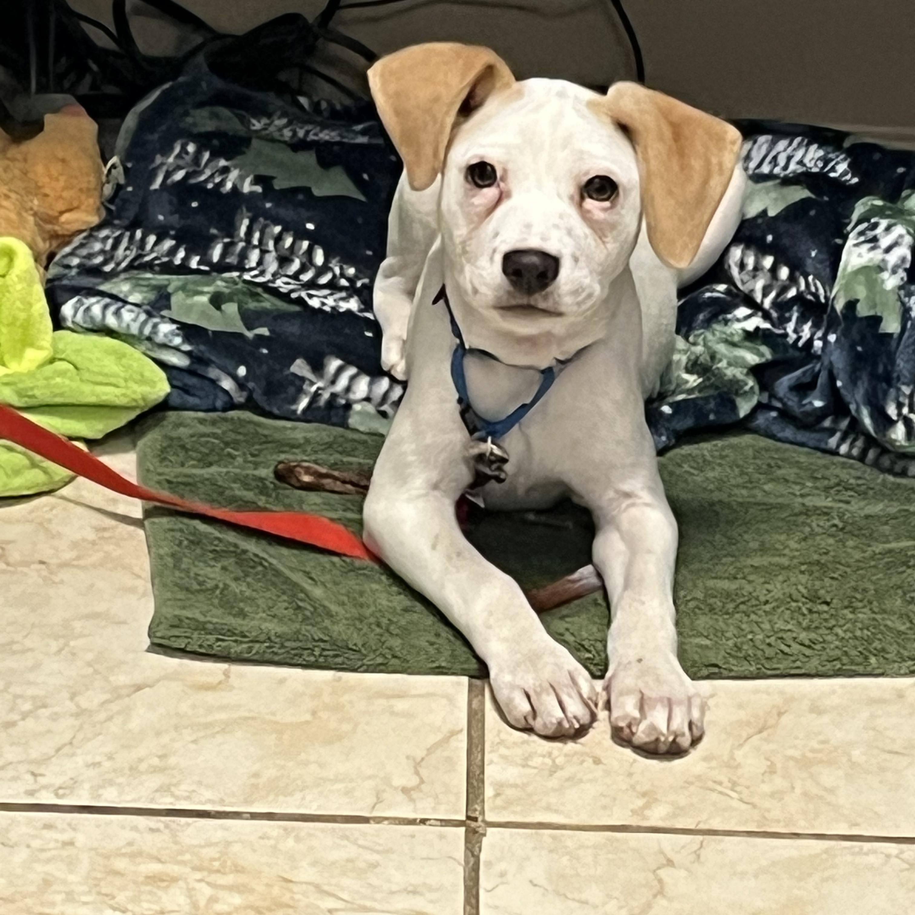 Enlarge Jalapeño , a ADOPTABLE mixed breed in Lexington, KY image 4/6