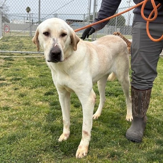 PALOMO, a Adoptable mixed breed in Delano, CA image 4/4