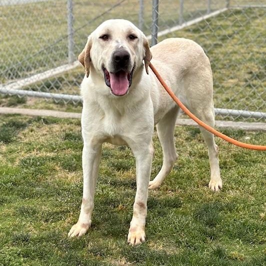 PALOMO, Adoptable, Adult Male Great Pyrenees & Labrador Retriever.