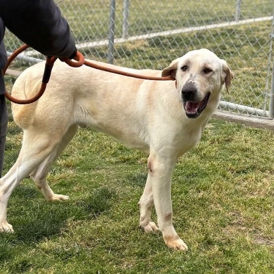PALOMO, a Adoptable mixed breed in Delano, CA image 3/4