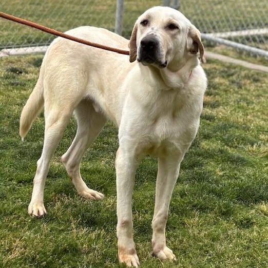 PALOMO, a Adoptable mixed breed in Delano, CA image 2/4