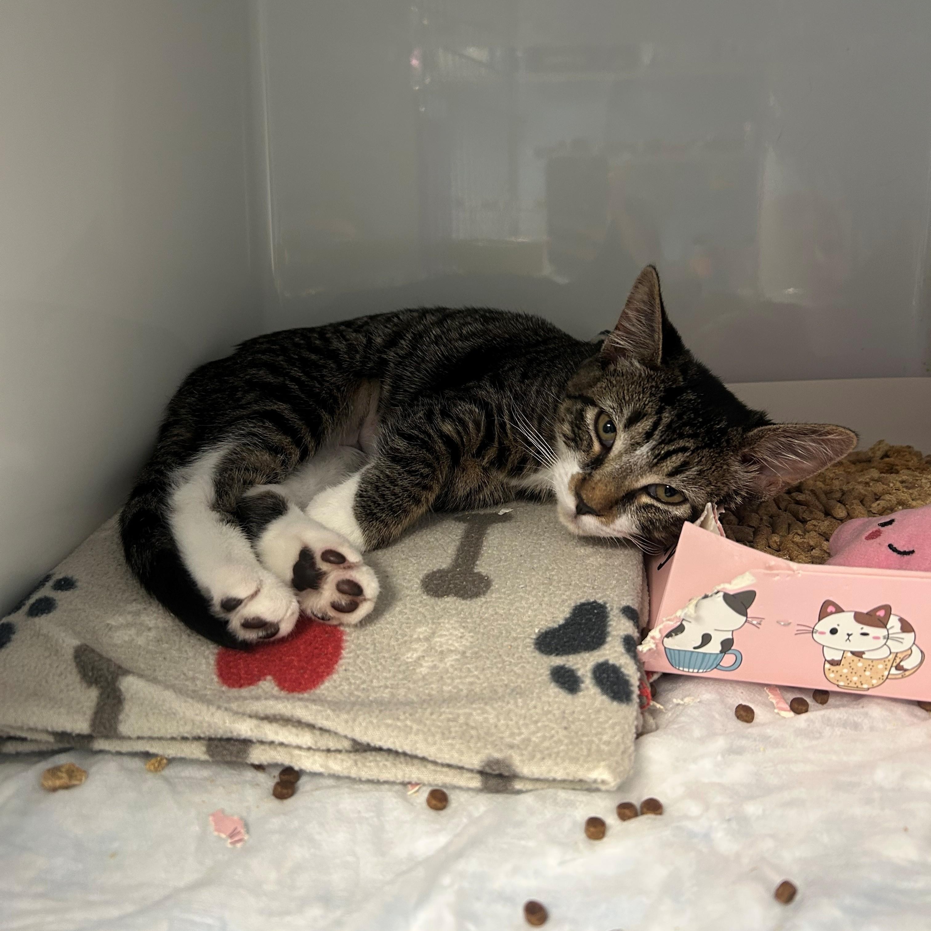 Mochi, adopted, Kitten Female Domestic Short Hair.