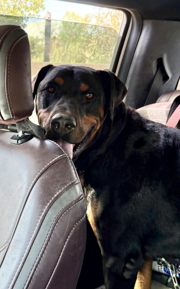 Mac, Adoptable, Young Male Rottweiler & Doberman Pinscher.
