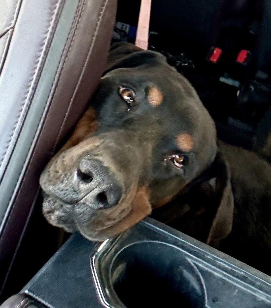 Enlarge Mac, a Adoptable mixed breed in Gilbert, AZ image 2/2