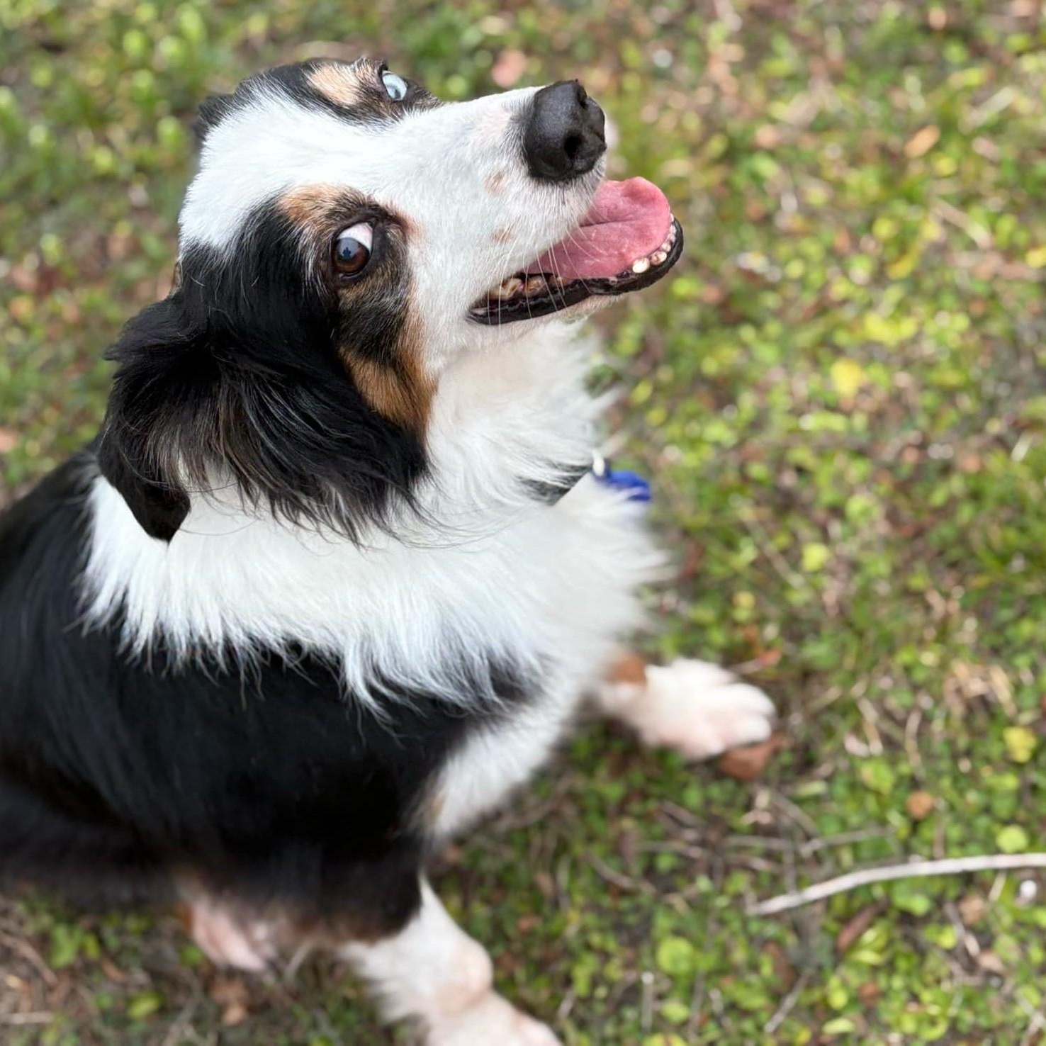 Dylan, Senior Male Australian Shepherd
