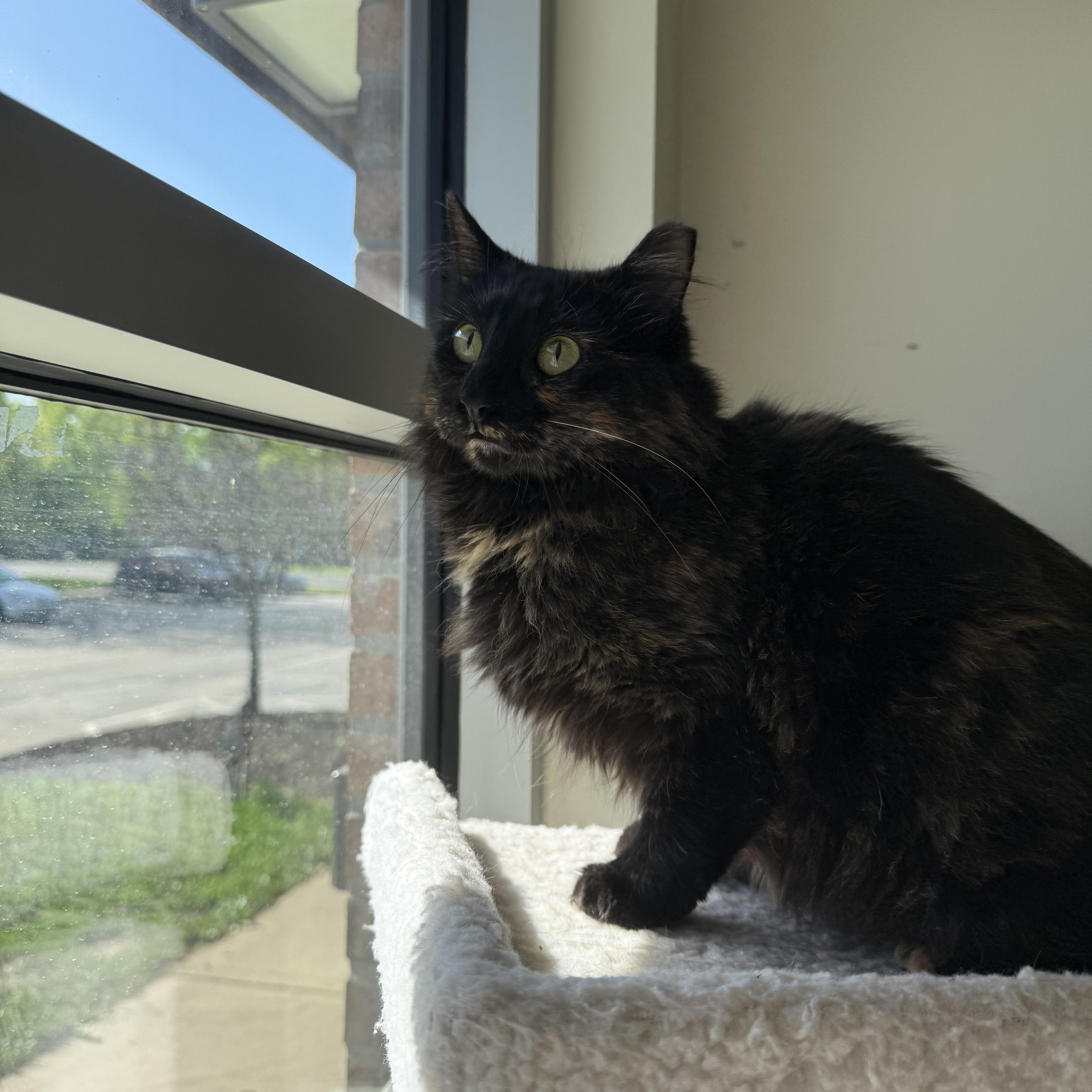 Enlarge Turkey, a ADOPTABLE mixed breed in Gladstone, MO image 1/1