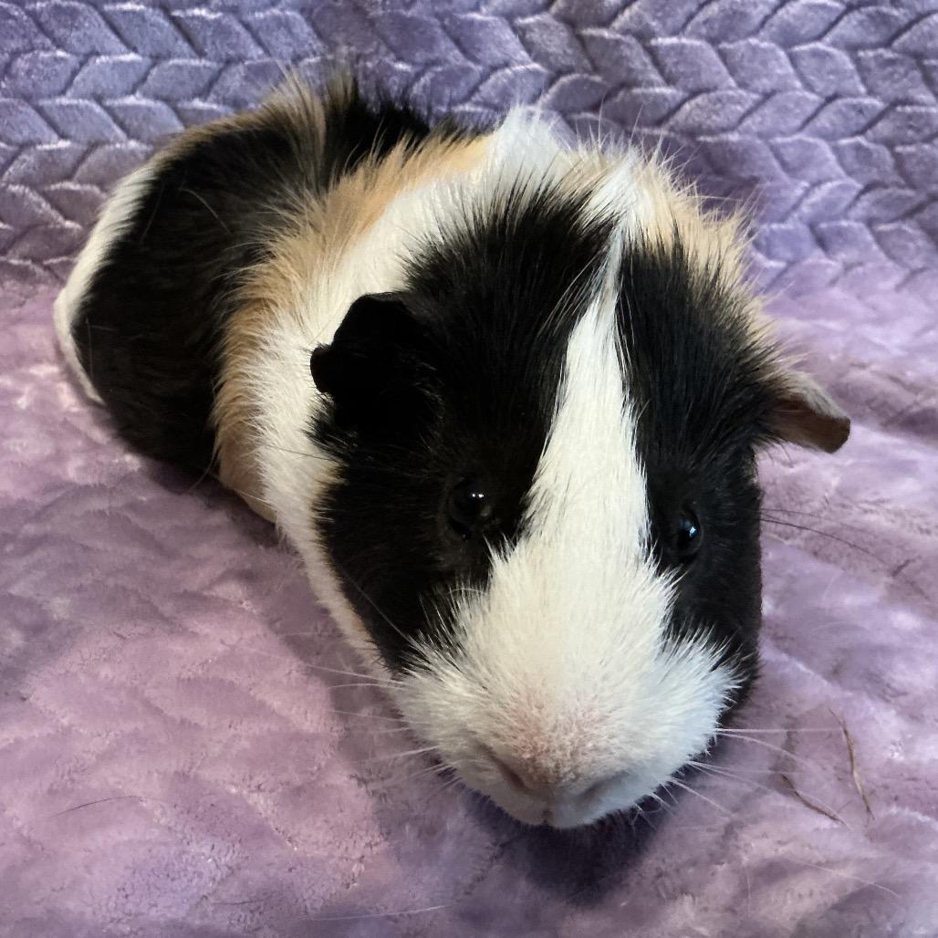 Fuzzy (bonded with Wuzzy), Adoptable, Young Male Guinea Pig.