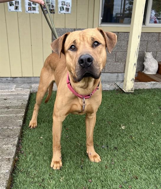 Enlarge Cornbread , a ADOPTABLE Pit Bull Terrier in Phoenix, OR image 2/2