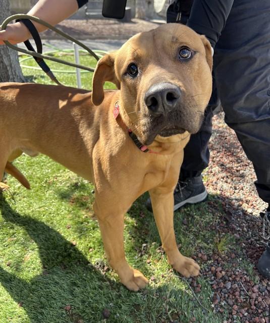 Cornbread , ADOPTABLE, Young Female Pit Bull Terrier.