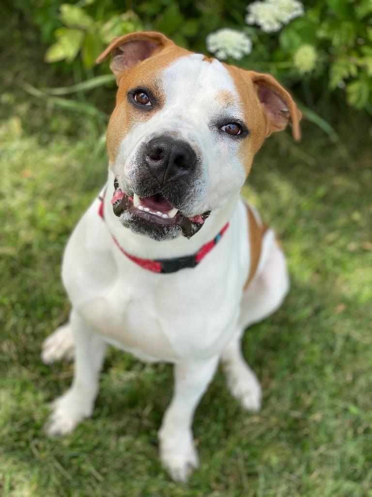 Enlarge Hugo, a Adoptable Pit Bull Terrier in Decorah, IA image 1/2