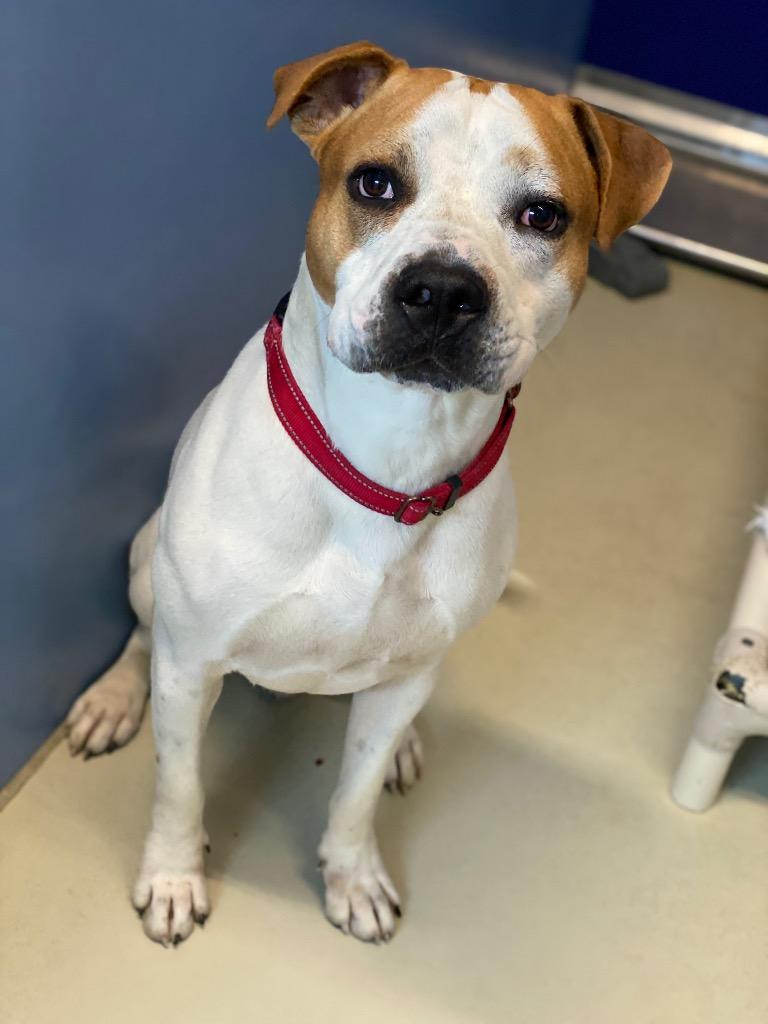 Enlarge Hugo, a Adoptable Pit Bull Terrier in Decorah, IA image 2/2