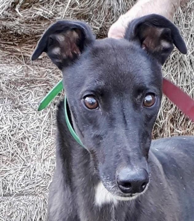 Johnny, Adoptable, Adult Male Greyhound.