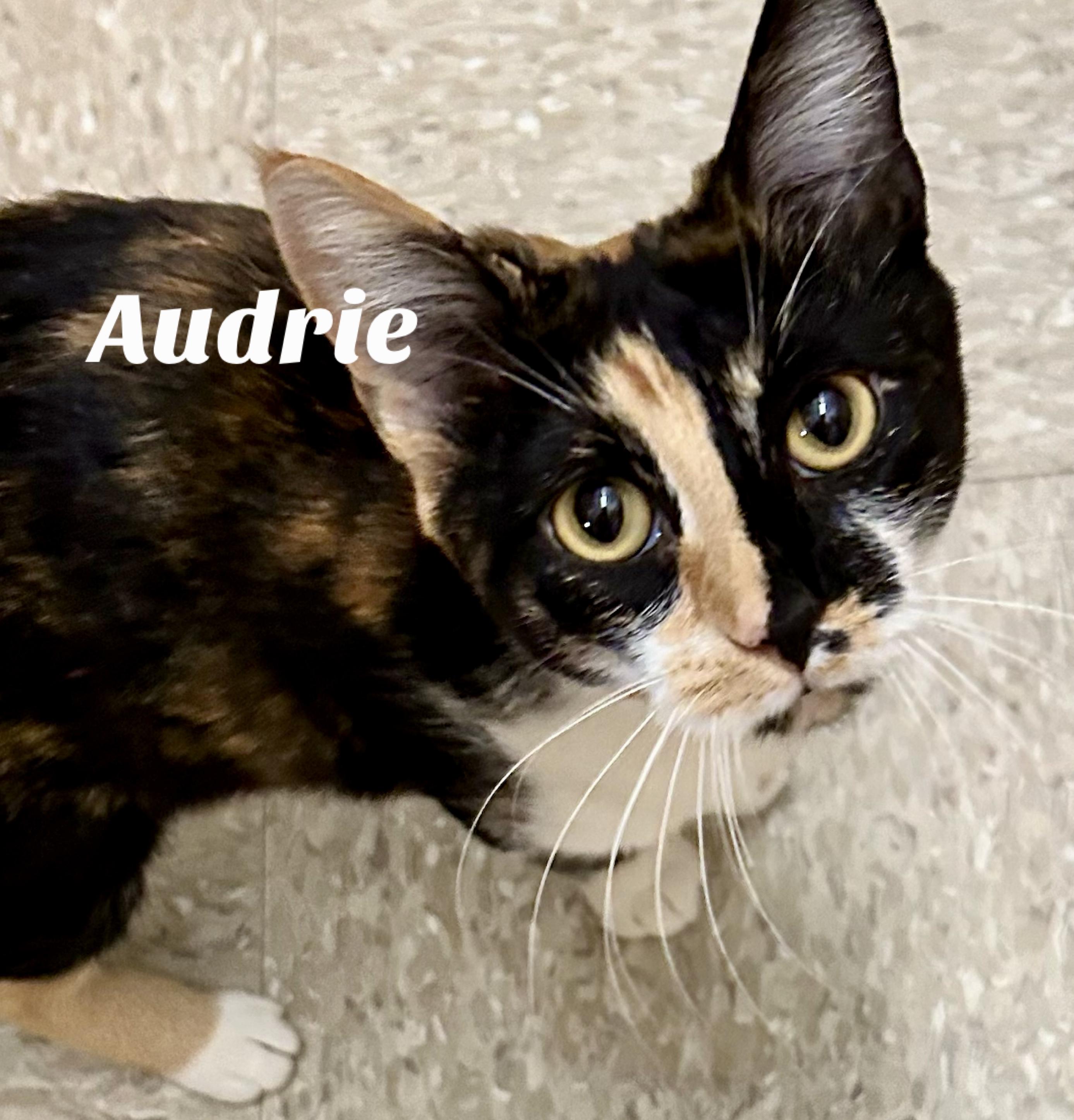 Enlarge Audrie, a ADOPTABLE Domestic Short Hair in Owasso, OK image 3/3