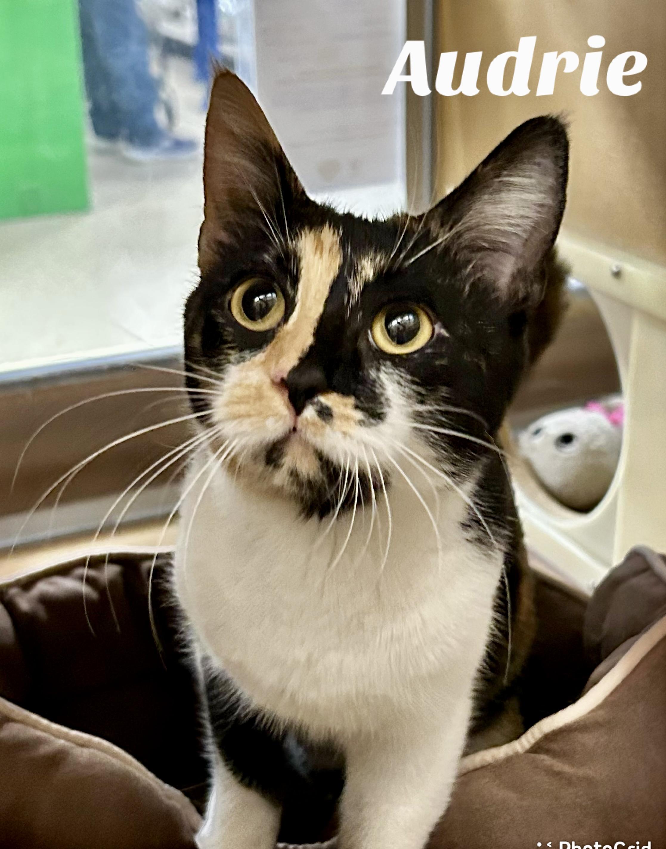 Enlarge Audrie, a ADOPTABLE Domestic Short Hair in Owasso, OK image 1/3