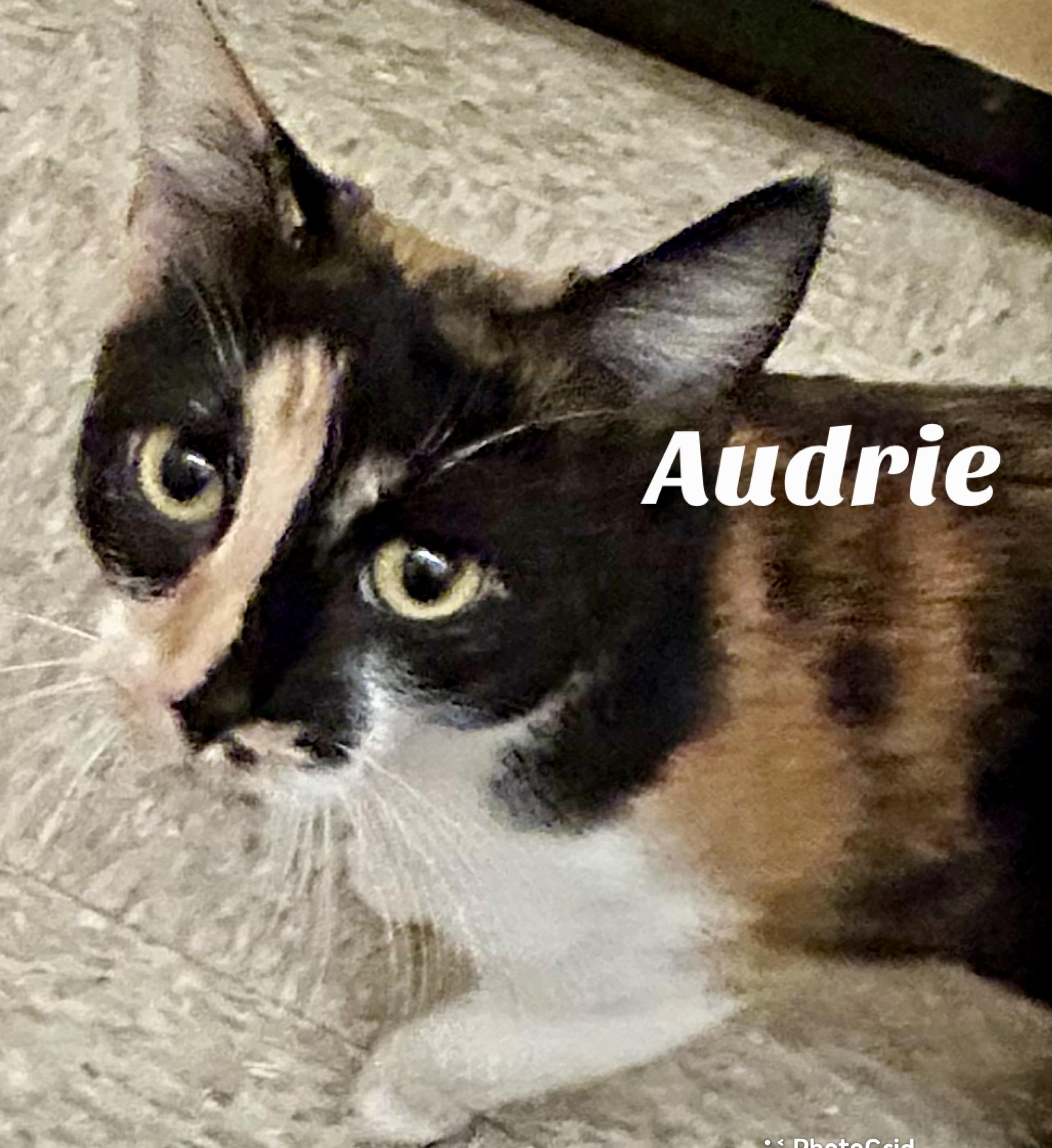 Enlarge Audrie, a ADOPTABLE Domestic Short Hair in Owasso, OK image 2/3