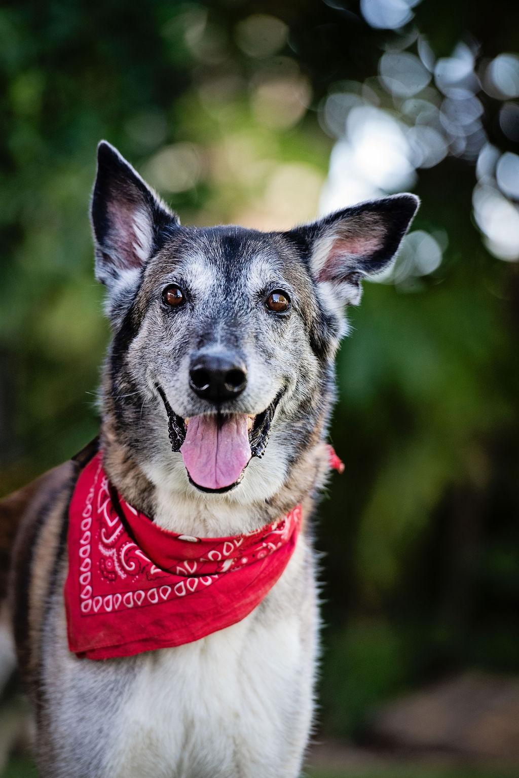 Koop is the BEST! , an adoptable mixed breed in Los Angeles, CA image 1/6