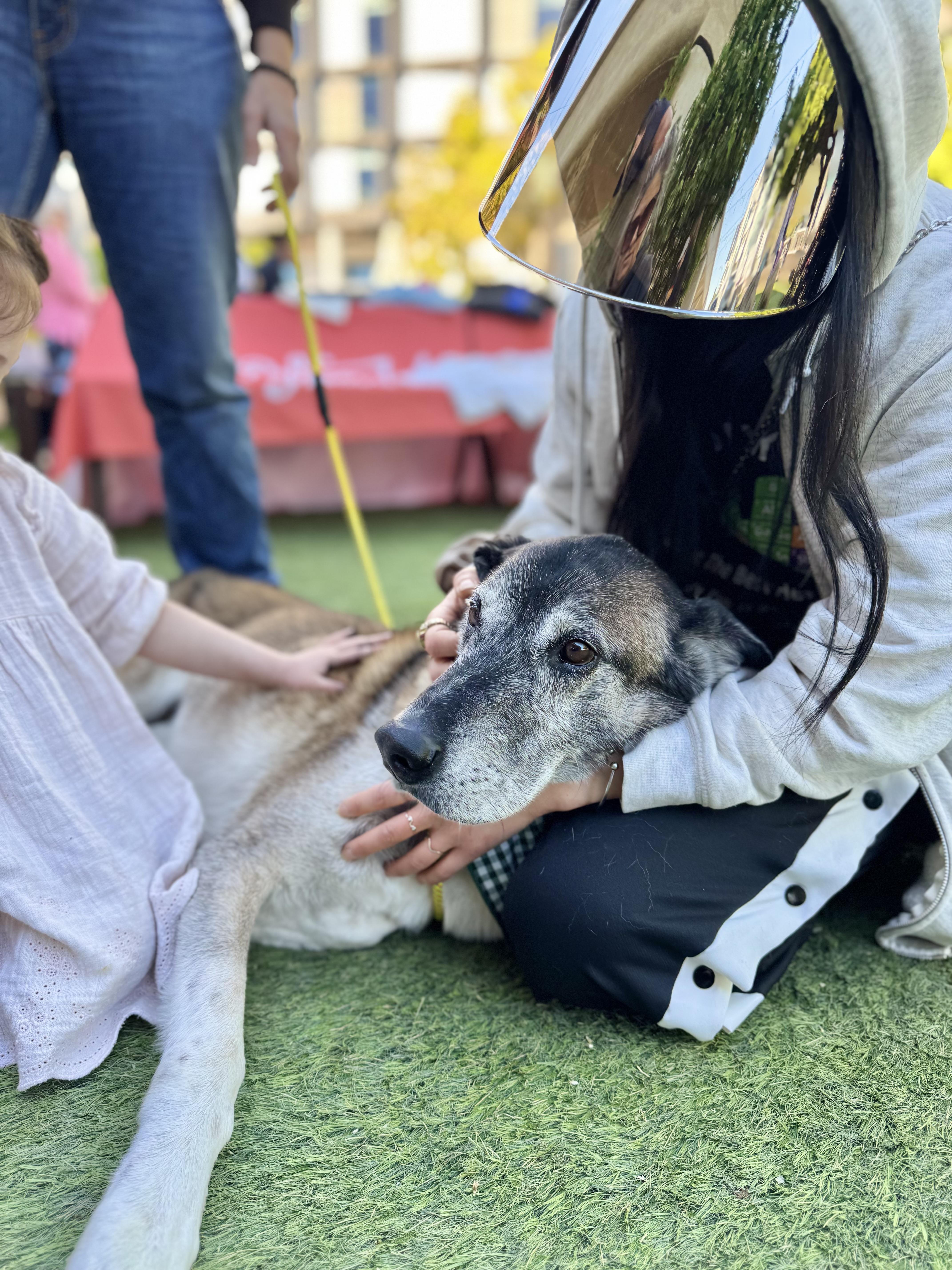 Koop is the BEST! , an adoptable mixed breed in Los Angeles, CA image 4/6