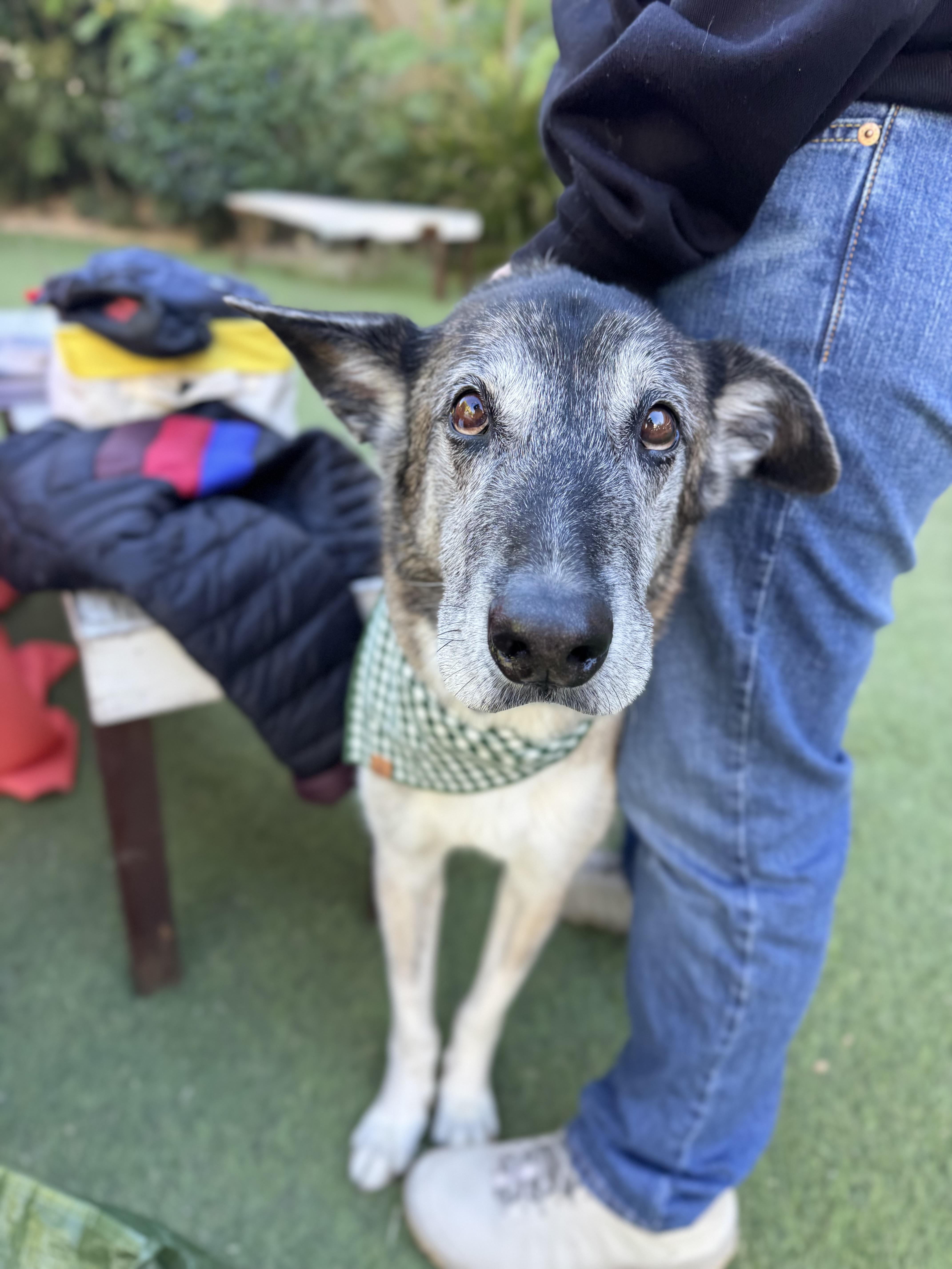 Koop is the BEST! , an adoptable mixed breed in Los Angeles, CA image 2/6