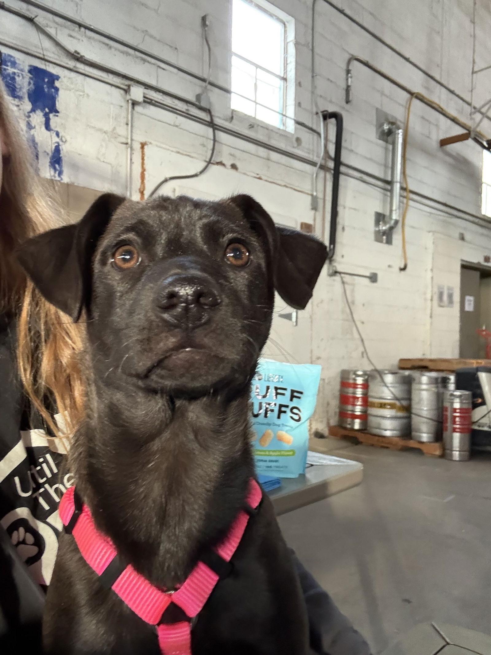 Milli — thumbnail 2