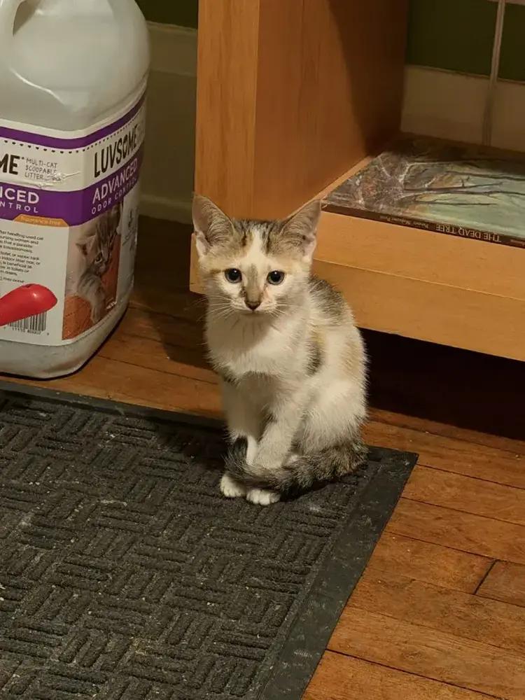 Carousel, Adoptable, Kitten Female Domestic Short Hair.