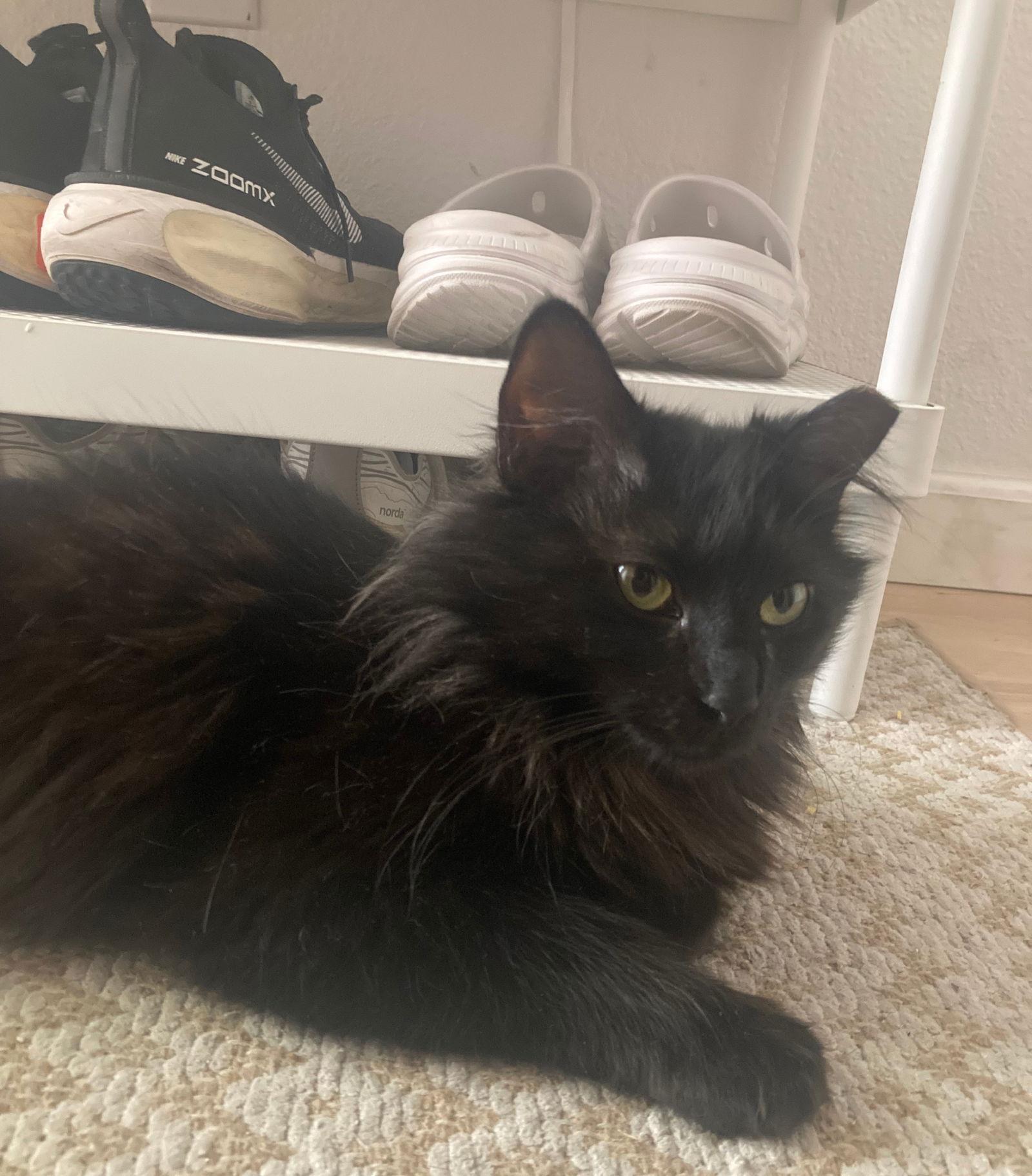 kat, Adoptable, Adult Female Domestic Long Hair.