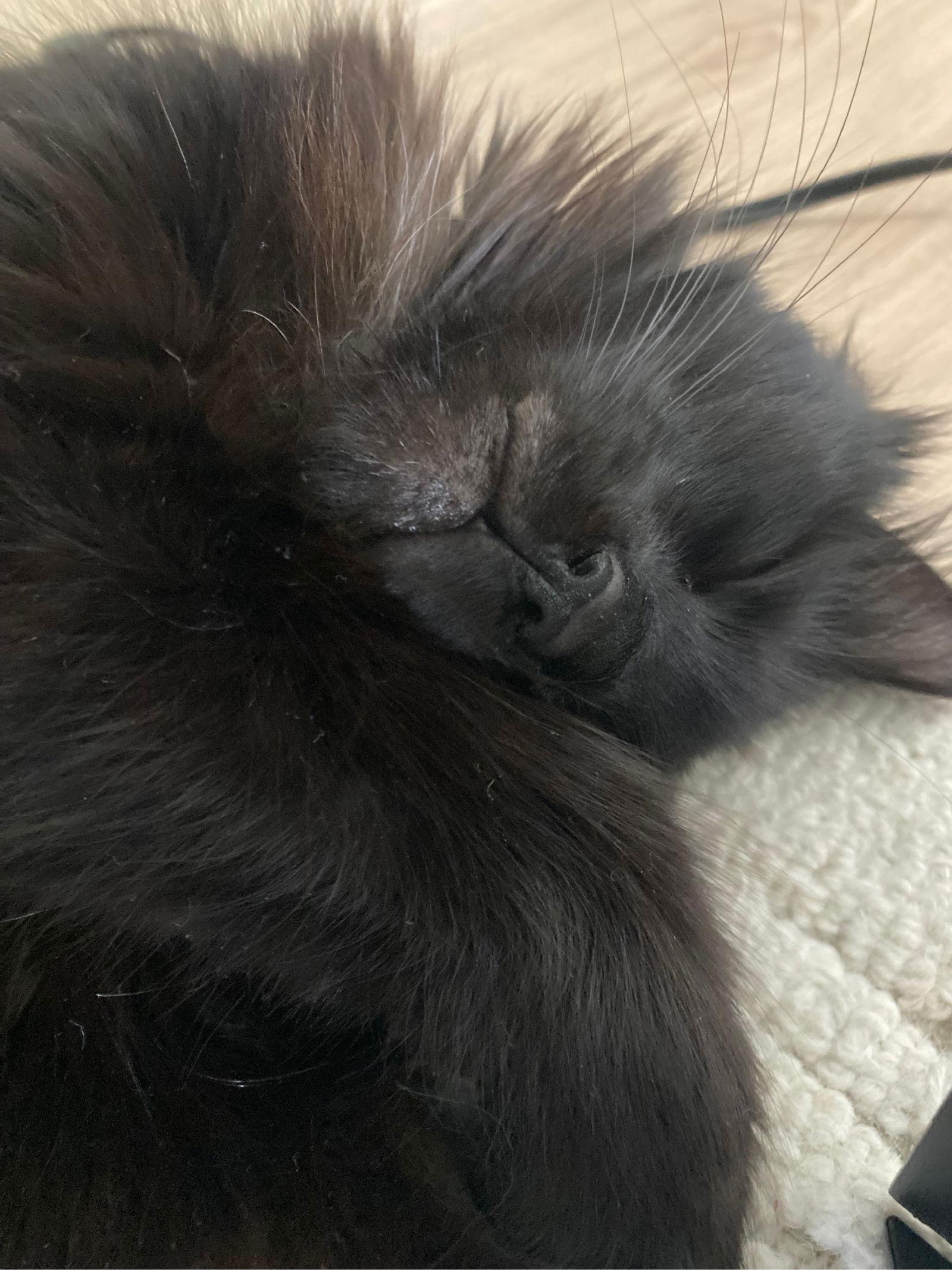 Enlarge kat, a Adoptable Domestic Long Hair in San Jose, CA image 2/3