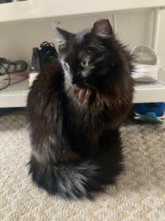 Enlarge kat, a Adoptable Domestic Long Hair in San Jose, CA image 3/3