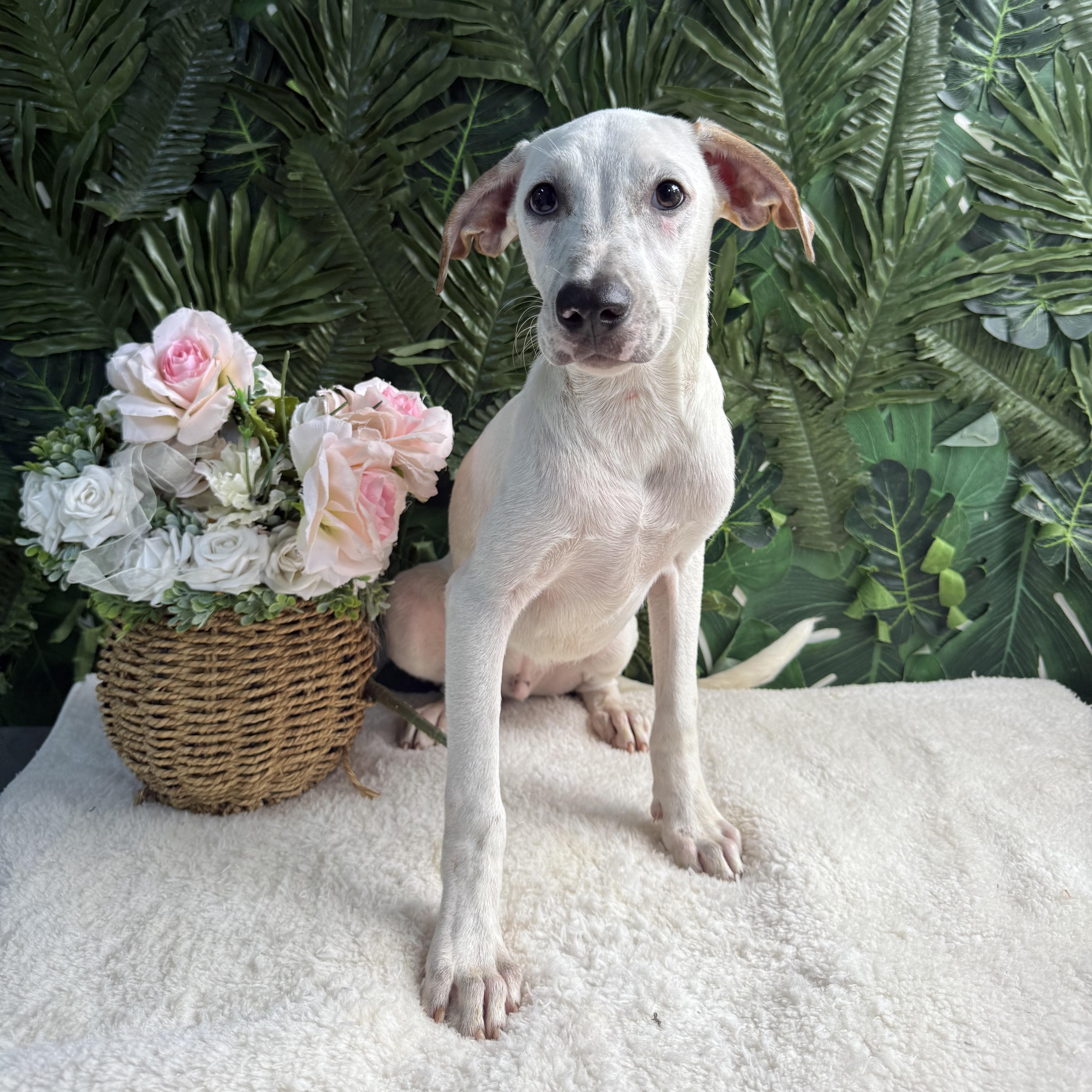 Enlarge Rocky, a Adoptable Mixed Breed in Etobicoke, ON image 2/2