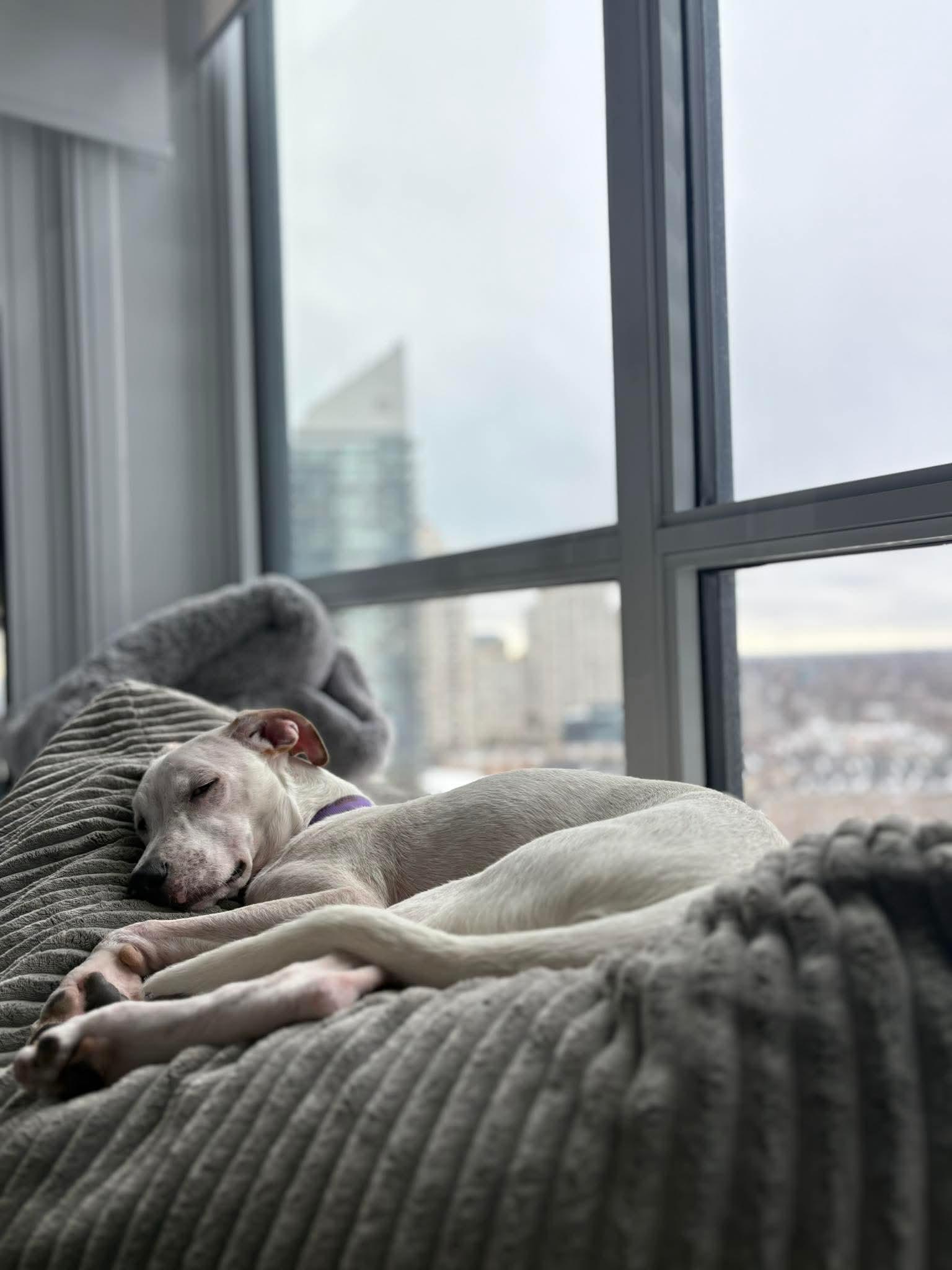 Rocky, Adoptable, Puppy Male Mixed Breed.