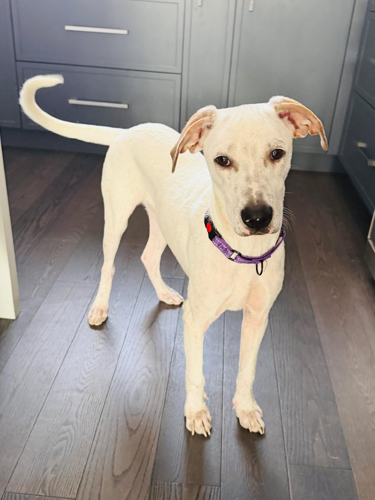 Enlarge Rocky, a Adoptable Mixed Breed in Etobicoke, ON image 1/2