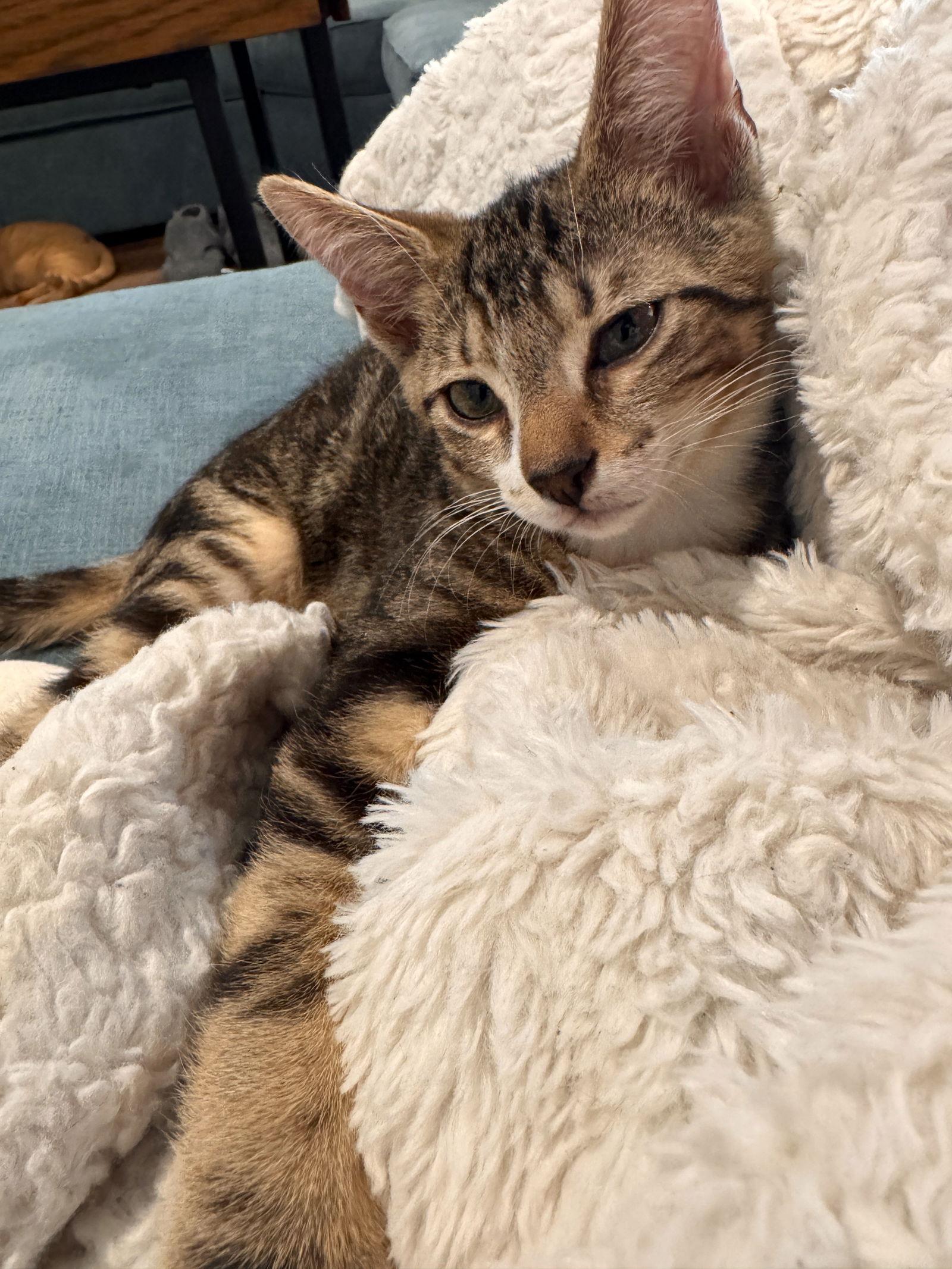 Enlarge Spark, a Adoptable mixed breed in Lighthouse Point, FL image 1/3