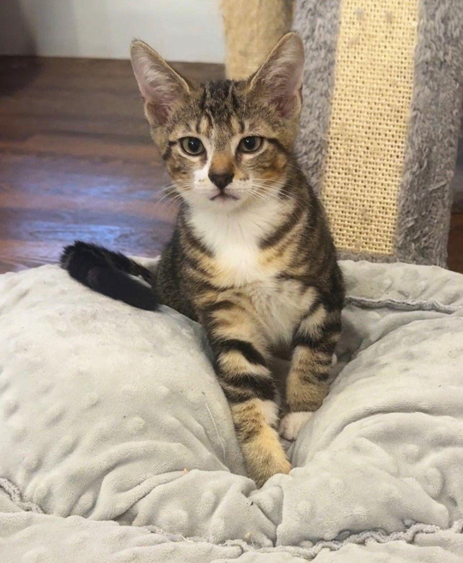 Enlarge Spark, a Adoptable mixed breed in Lighthouse Point, FL image 2/3