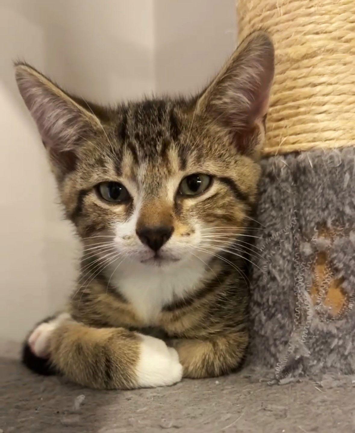 Enlarge Spark, a Adoptable mixed breed in Lighthouse Point, FL image 3/3