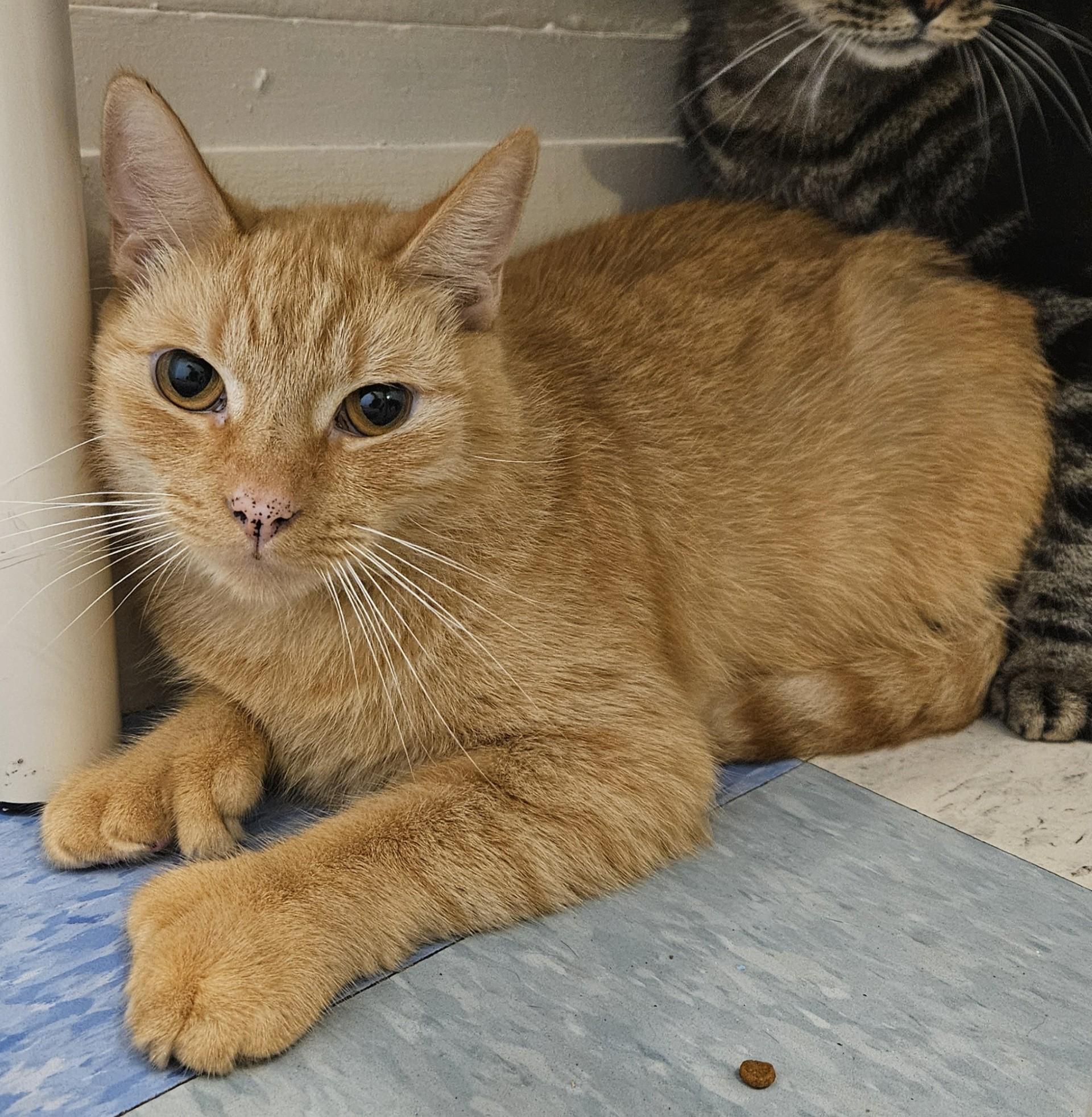 Banana Cream Pie, ADOPTABLE, Adult Male Domestic Medium Hair.