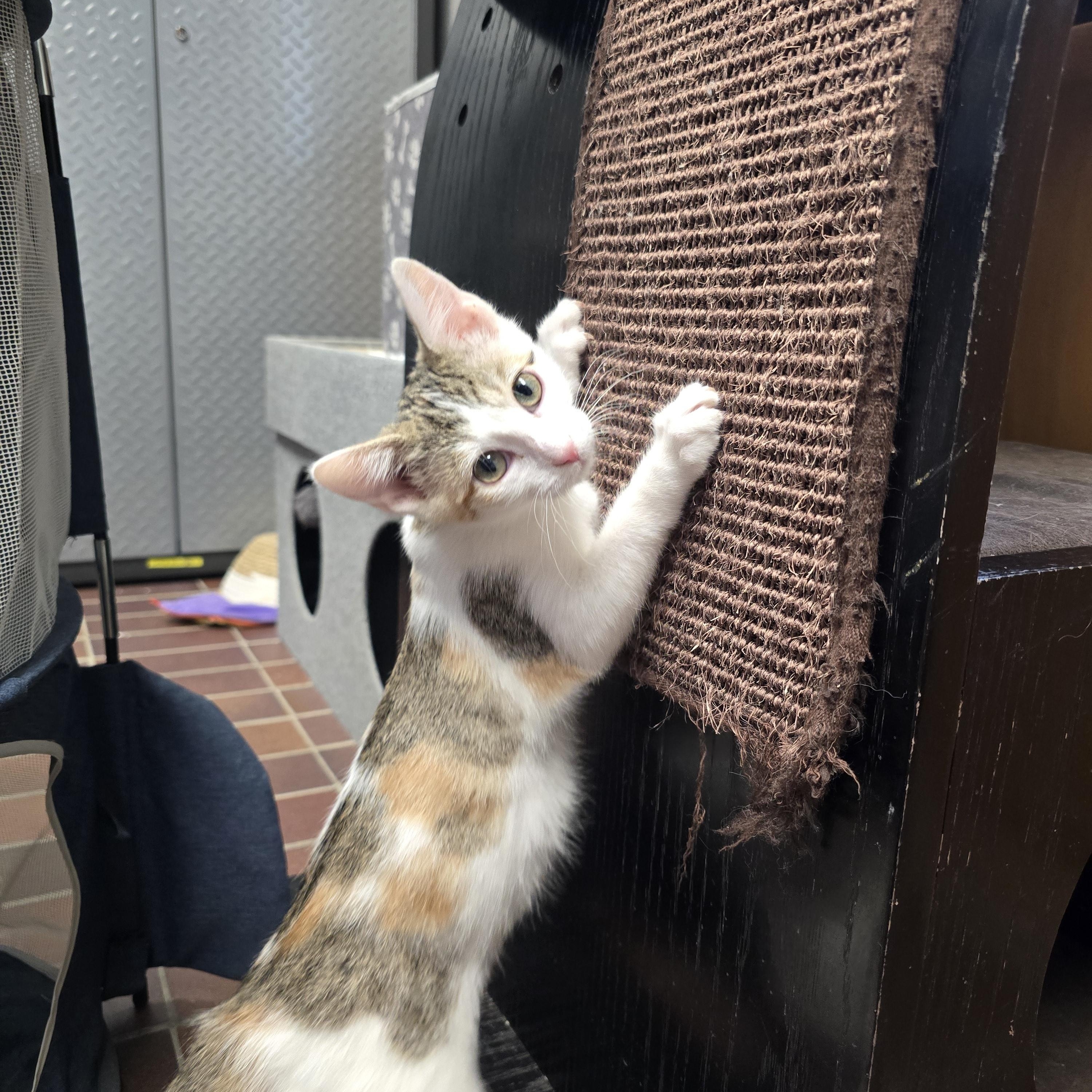 Enlarge Aurora , a ADOPTABLE Domestic Short Hair in Des Moines, IA image 3/3