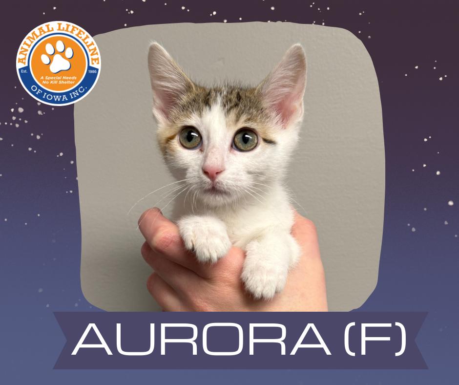 Aurora , ADOPTABLE, Kitten Female Domestic Short Hair.