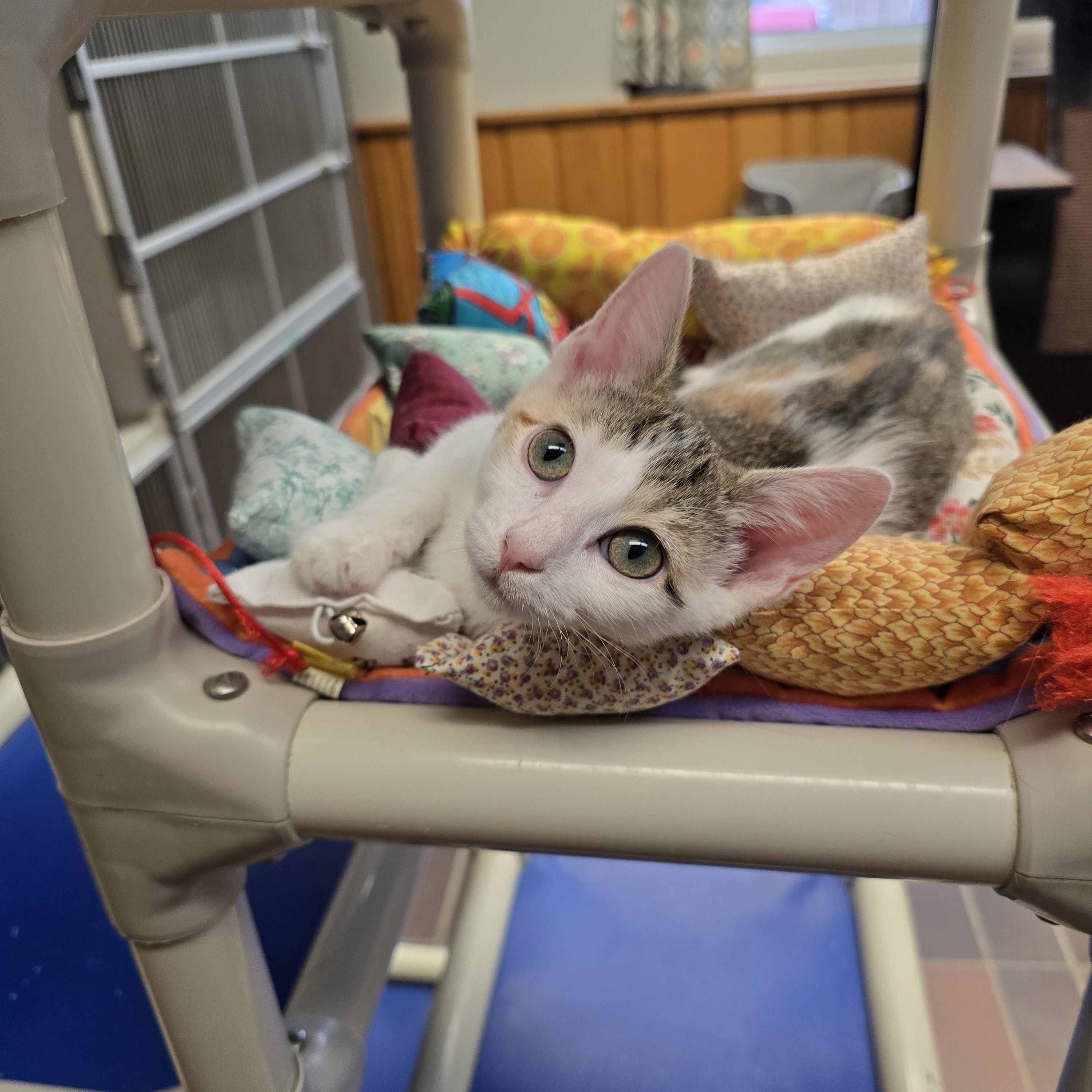 Enlarge Aurora , a ADOPTABLE Domestic Short Hair in Des Moines, IA image 2/3