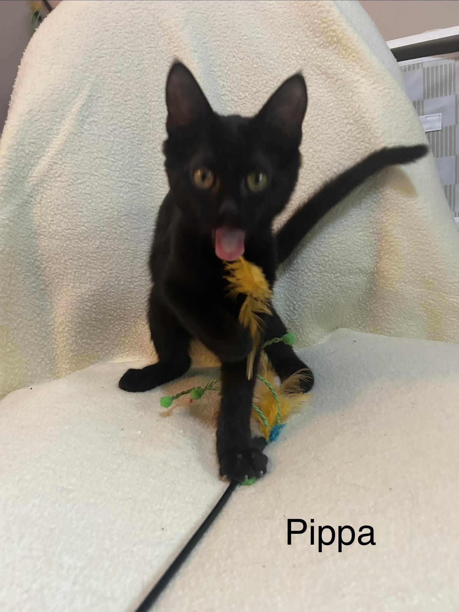 Pippa, adopted, Kitten Female Domestic Short Hair.