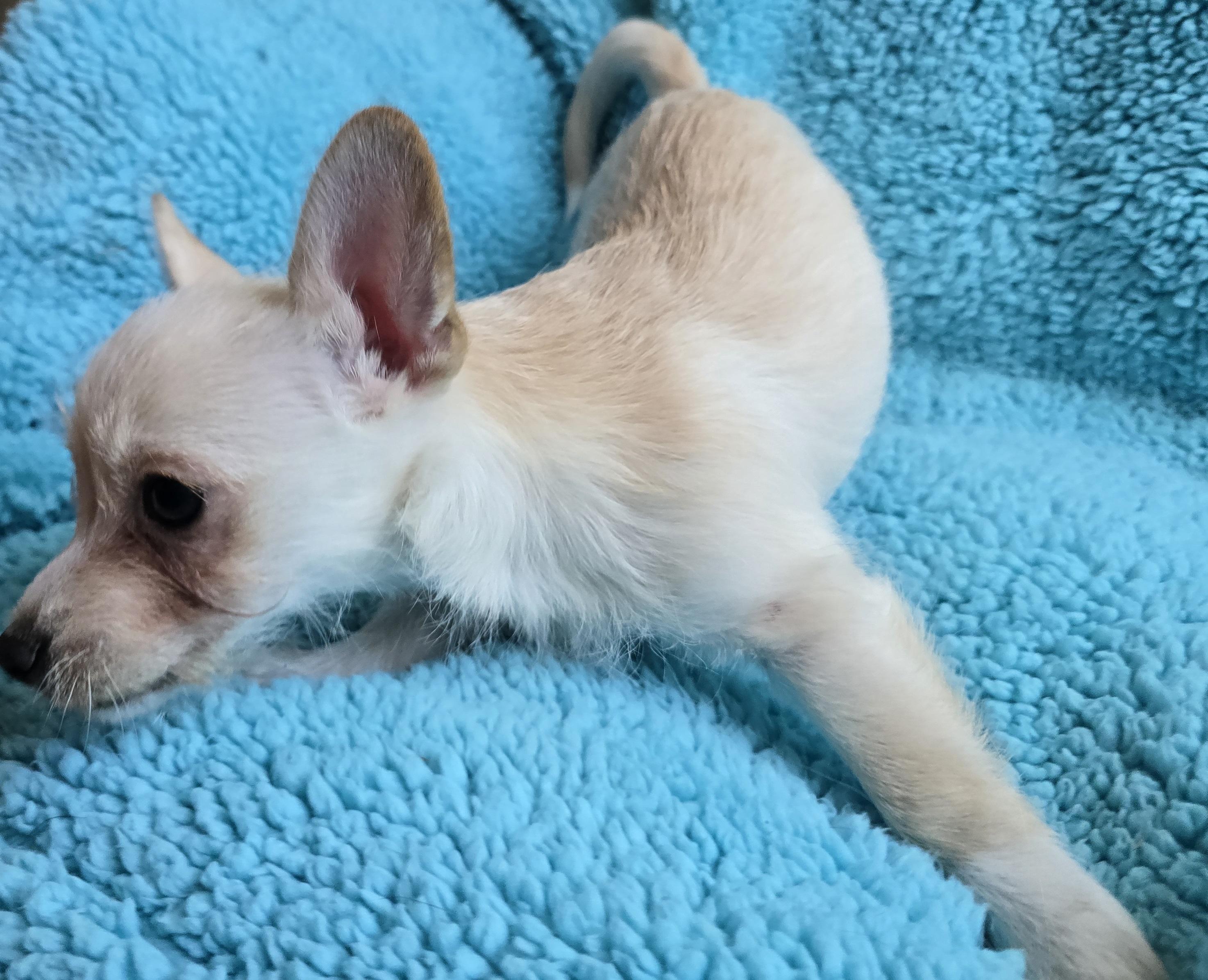 Scrappy Doo, an adoptable Terrier, Mixed Breed in Mead, WA, 99021 | Photo Image 3