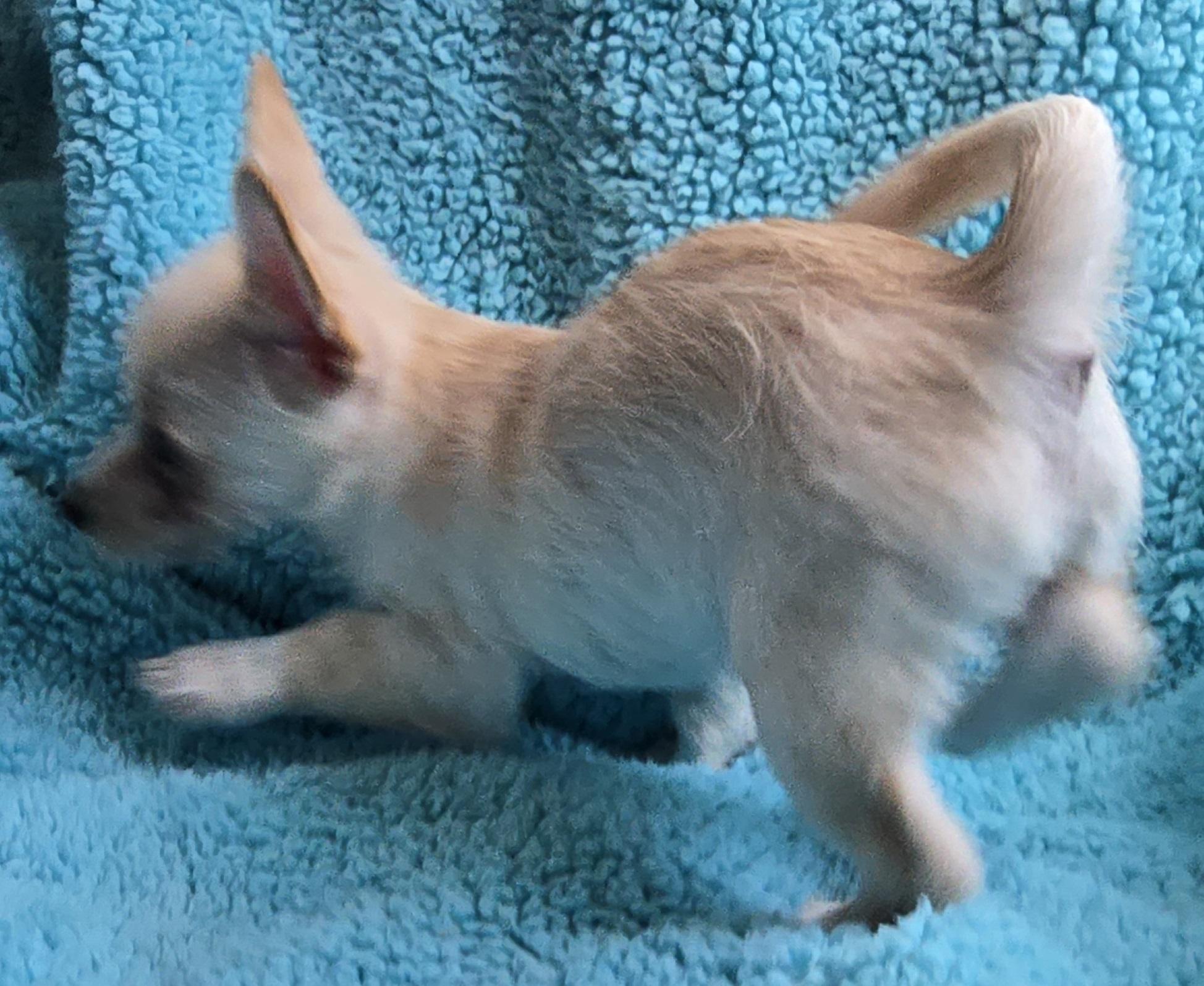 Scrappy Doo, an adoptable Terrier, Mixed Breed in Mead, WA, 99021 | Photo Image 1