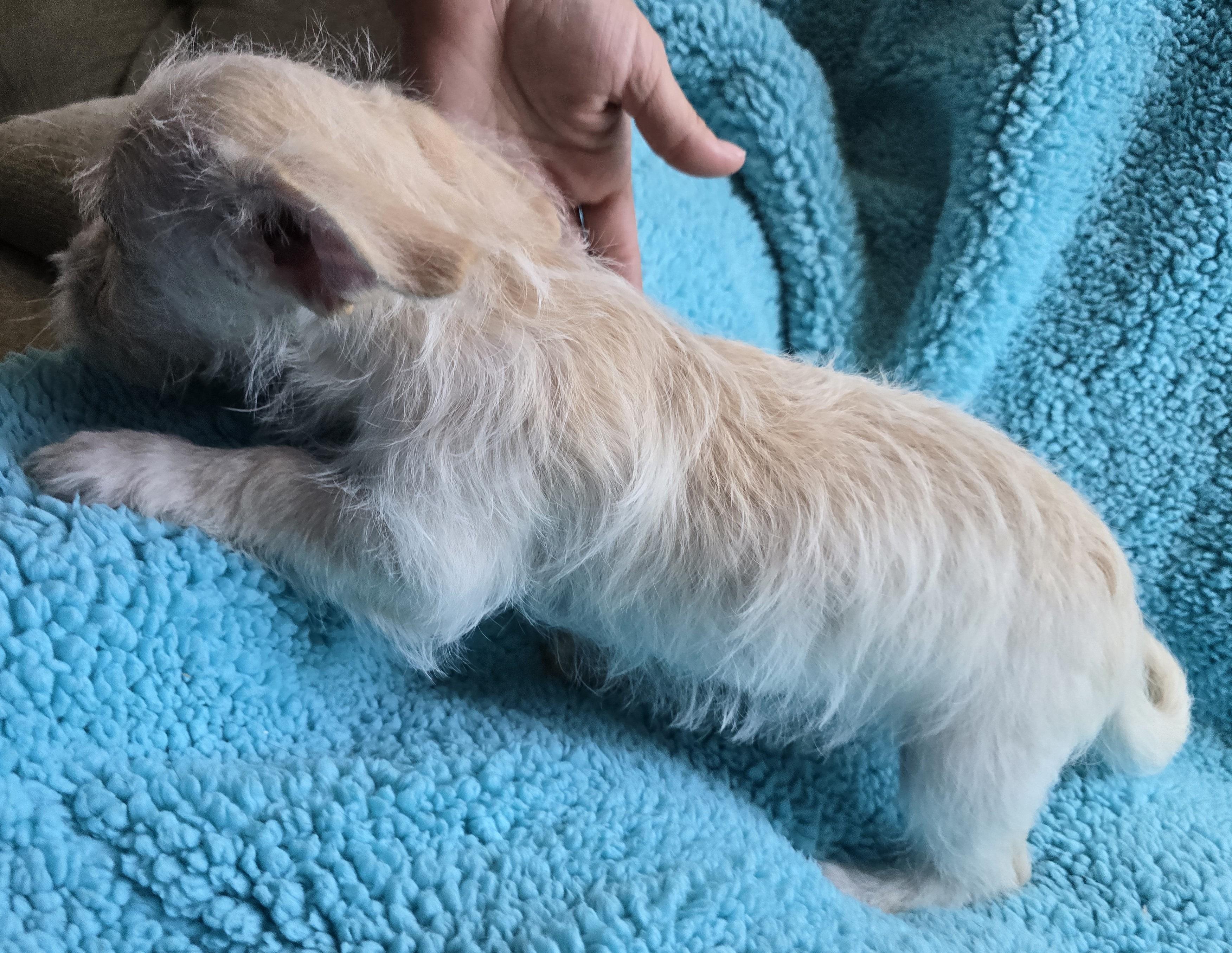 Scrappy Doo, an adoptable Terrier, Mixed Breed in Mead, WA, 99021 | Photo Image 4