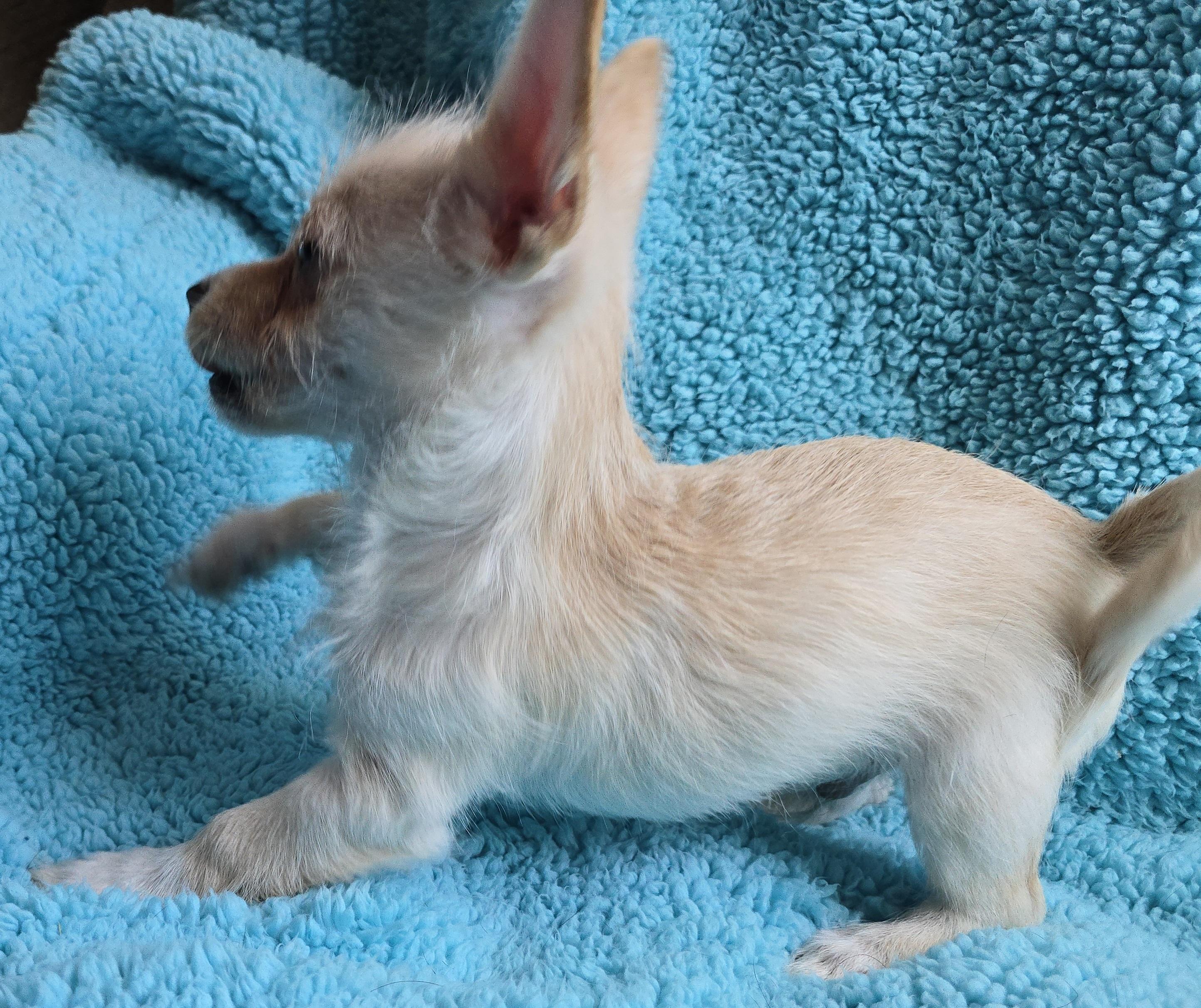 Scrappy Doo, an adoptable Terrier, Mixed Breed in Mead, WA, 99021 | Photo Image 6