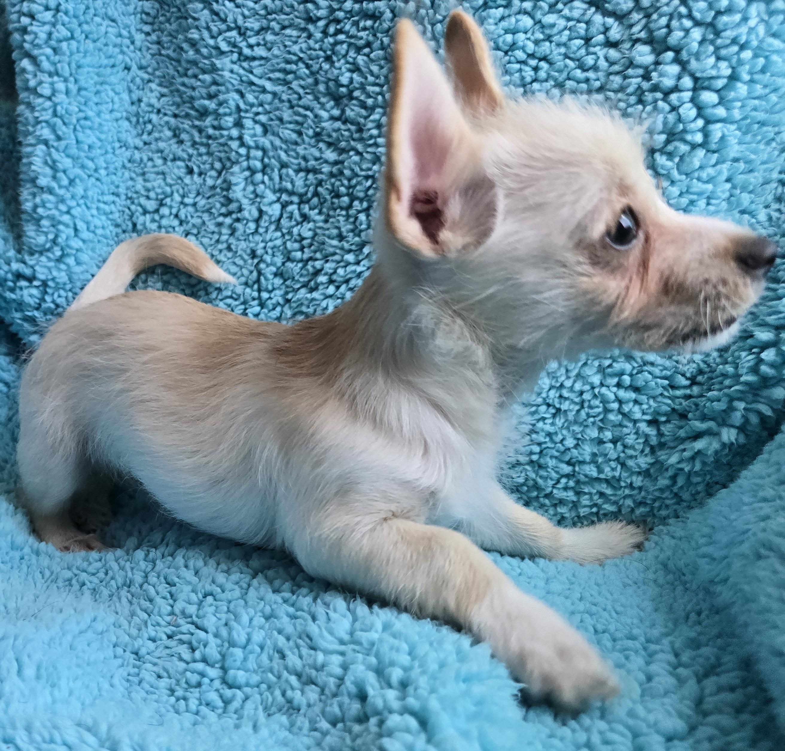 Scrappy Doo, an adoptable Terrier, Mixed Breed in Mead, WA, 99021 | Photo Image 2