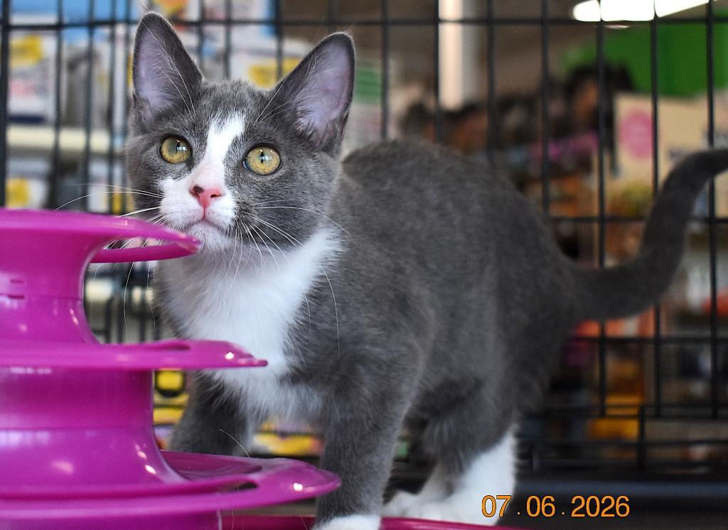 Rosie, Adoptable, Kitten Female Domestic Short Hair.